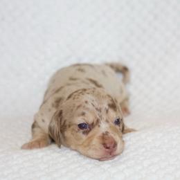 Fabian - Chocolate and cream male Dachshund puppy in Bellville, Ohio from JK Mini Doxies