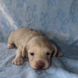 Peanut - Cream male Dachshund puppy in Alexandria, Kentucky from Turner's Bluegrass Wiener's