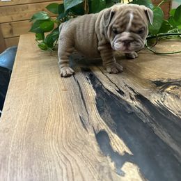 Snickers - Lilac tri-color male Bulldog puppy in Hastings, Minnesota from Spot On