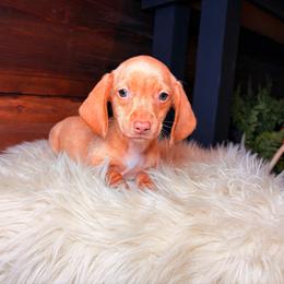 Lumi - Cream female Dachshund puppy in Washburn, Tennessee from Clinch Mountain Dachshunds