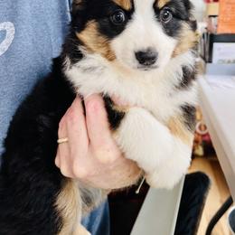German Shepherd and Miniature American Shepherd Puppies from Bouchard’s Best Shepherds