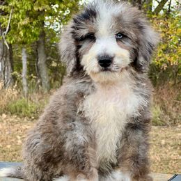 Phoenix - Blue merle male Bernedoodle puppy in Sioux Falls, South Dakota from WhiskeyCreek Doodles