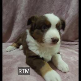 Rush - Red tri male Miniature Australian Shepherd puppy in Bend, Oregon from Badlands Toy and Mini Aussies