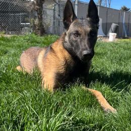 Luka - Belgian Malinois