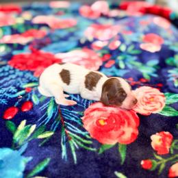 Harper - Piebald female Dachshund puppy in Salters, South Carolina from Long-Pine Dachshund