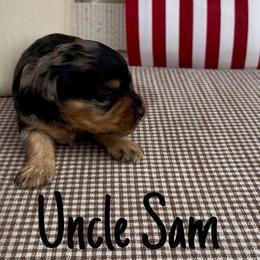 Uncle Sam - Black and tan male Cavapoo puppy in St. George, Utah from Ibby Dibby doodles