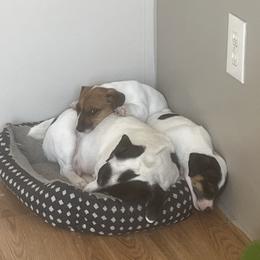 Border Collie and Jack Russell Terrier Puppies from CP FARMS BORDER COLLIES N JACKS CORP