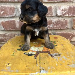Cavapoo, Cockapoo, Goldendoodle, and Poodle Puppies from Lipscomb Doodles
