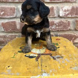 Cavapoo, Cockapoo, Goldendoodle, and Poodle Puppies from Lipscomb Doodles
