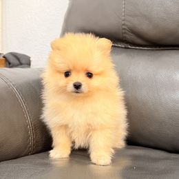 Pomeranian Puppies from Bear face Pomeranian