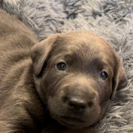 Dilute Retriever Puppies from Irby Acres Labs