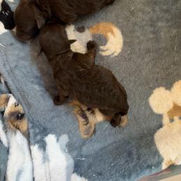 Prissy - Brown female Poodle puppy in Sarasota, Florida from Paradise Poodles