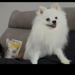 Buddy - White male Pomeranian puppy in Rockwall, Texas from MAK Poms