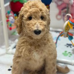Penny - Apricot female Goldendoodle puppy in Yuciapa, California from AlltheDoodlez_