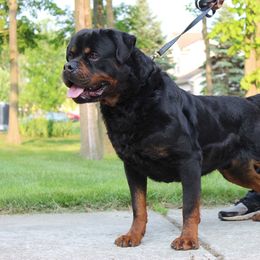 Samson - Rottweiler