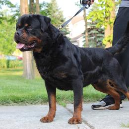 Samson - Rottweiler