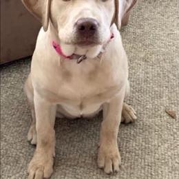 Dilute Retriever Puppies from Virdin’s Silver Labs