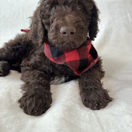 Labradoodle and Poodle Puppies from Lucky Labradoodles