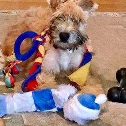 Soft Coated Wheaten Terrier Puppies from Exeter Soft Coated Wheaten Terriers