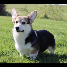 Elvis - Pembroke Welsh Corgi