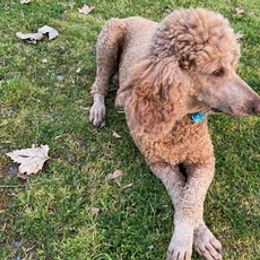 Labradoodles and Poodles from Lucky Stars Ranch