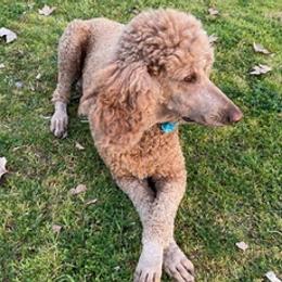 Labradoodles and Poodles from Lucky Stars Ranch
