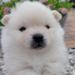 AKC CHIEF - MALE - White male Pomeranian puppy in Bolivia, North Carolina from Red Wagon Pomeranians