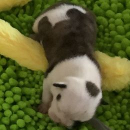 Girl 2 - Red brindle and white female Bulldog puppy in Tierra Verde, Florida from Destiny Kennel