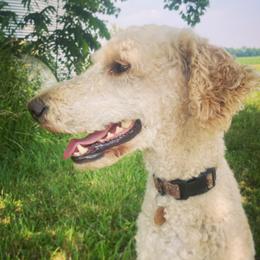 Serenity - Poodle