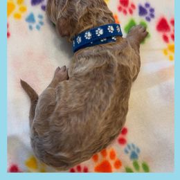 Goldendoodle Puppies from Quentin Brewer
