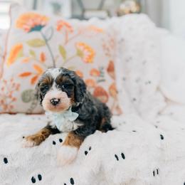 Caramel - Merle male Bernedoodle puppy in Murray, Utah from Sun Valley Doodles