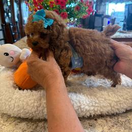 BIJOU - Red  male Poodle puppy in Bakersfield, California from Mary Gorgeous Poodles