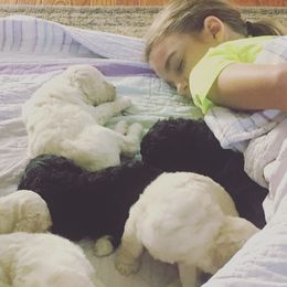 Poodle Puppies from Southern Standards Standard Poodles