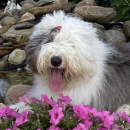 Old English Sheepdogs from Kodiak Old English Sheepdogs