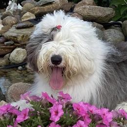 Old English Sheepdogs from Kodiak Old English Sheepdogs