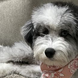 Aussiedoodles and Bernedoodles from Heart J Bernedoodles
