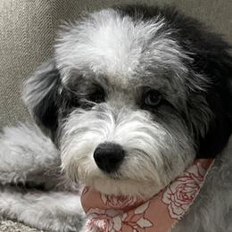 Aussiedoodles and Bernedoodles from Heart J Bernedoodles