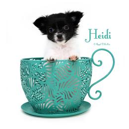 Kira - Black female Mi-Ki puppy in Elizabeth, Colorado from Royal T Mi-Kis