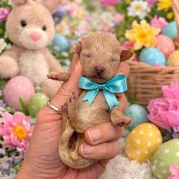 Bunny (teal) - Cream female Goldendoodle puppy in Hot Springs, Arkansas from Hot Springs Kennels