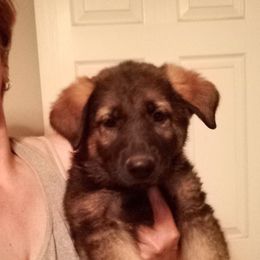 Girl 1 - German Shepherd puppy in Texas from Figueroa's K9