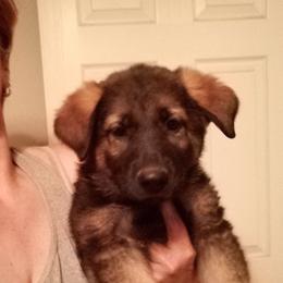 Girl 1 - German Shepherd puppy in Texas from Figueroa's K9