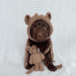 Twill - Chocolate female Goldendoodle puppy in Roanoke Rapids, North Carolina from Sweeter than Honey Doodles