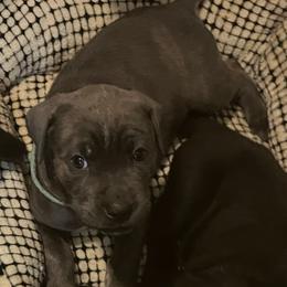 Boy 4 - Gray male Cane Corso puppy in Douglasville, Georgia from Palazzo Cane Corso