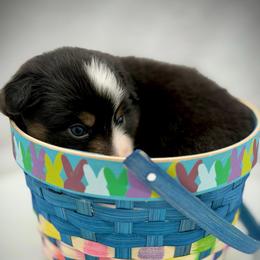 Girl 5 - Black tri-color female Australian Shepherd puppy in Cape Girardeau, Missouri from Real McCoy Australian Shepherds
