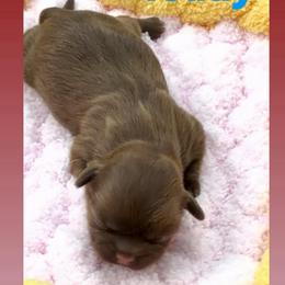 Teddy - Liver and white male Shih Tzu puppy in Waddell, Arizona from Arizona Sunrise Shih Tzus