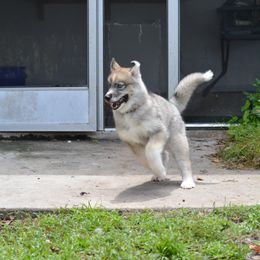 Siberian Husky Puppies from SoFlo Siberians