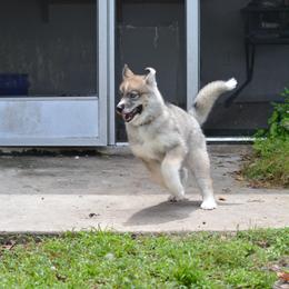 Siberian Husky Puppies from SoFlo Siberians