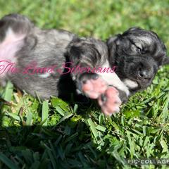 Siberian Husky Puppies from The Land Siberians