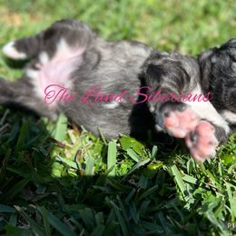 Siberian Husky Puppies from The Land Siberians