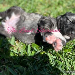 Siberian Husky Puppies from The Land Siberians